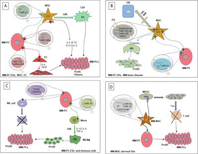 The Emerging Role of Extracellular Vesicle-Associated RNAs in the Multiple Myeloma Microenvironment